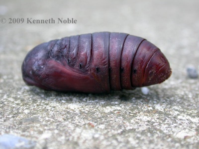 oak eggar pupa (Lasiocampa quercus) Kenneth Noble